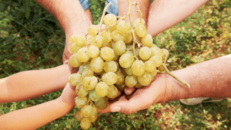 Hands holding on piles of grapes